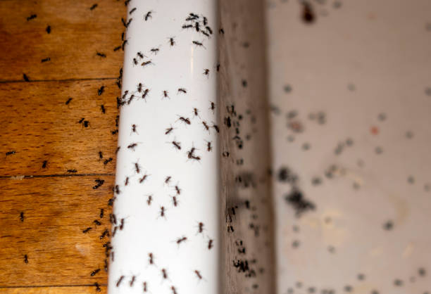 Pest Prevention Services in Osceola, IN